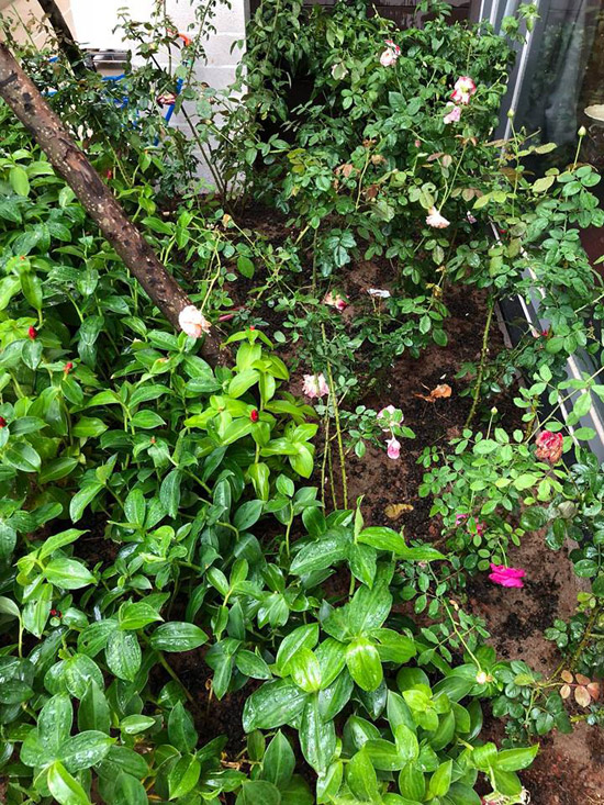 Khoảng sân nhỏ trước nhà được anh dành để trồng hoa hồng Pháp. 